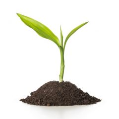 πΎπ± Stand Up & SPROUT! π±πΎ